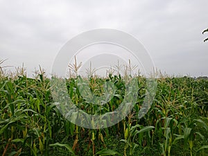 Corn trees in the fields background