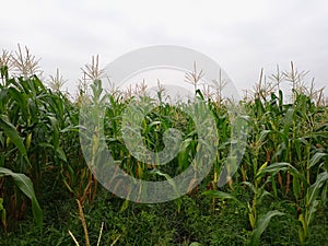 Corn trees in the fields background