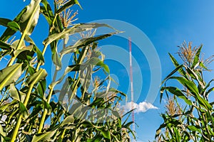 Corn trees in organic corn field with communication radio tower in clear blue sky