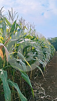 corn trees that are ready to harvest