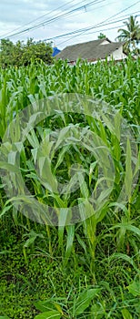 Corn trees in rice fields grow healthy green leaves