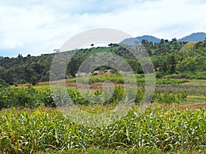 Corn trees st agricultural field with  mixed plantation in the mountains