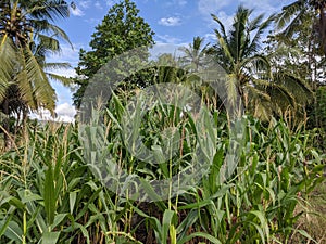 corn trees thrive in the village