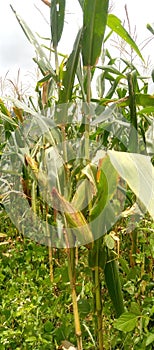 corn trees with young corn of medium size in the garden