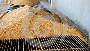 Corn Unloading into the Grain Elevator