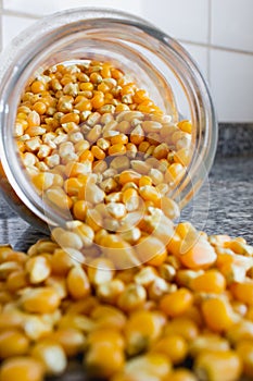 Corn used to make popcorn coming out of a glass pot but uncooked and upopped. Raw ingredient used for food