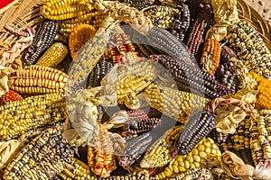 Corn variety Cuzco Peru