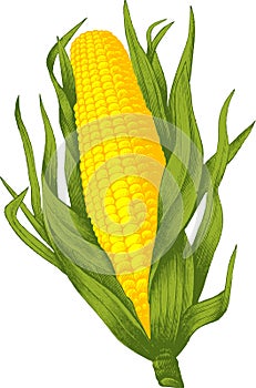 Corn. Vector