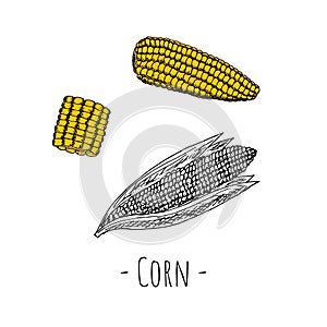 Corn. Vector cartoon illustration. Isolated. Hand-drawn style