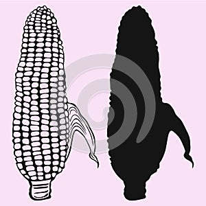 Corn vector silhouette isolated