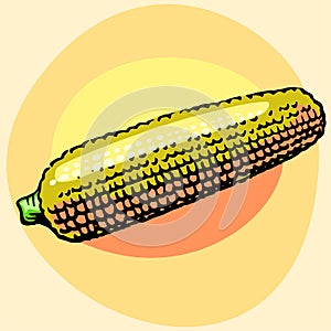 Corn. Vector. Yellow ripe ear of corn.