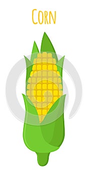 Corn, vegetarian food, healthy nutrition. Cartoon flat style. Vector illustration