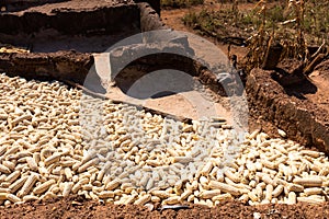 corn in village in Burkina Faso