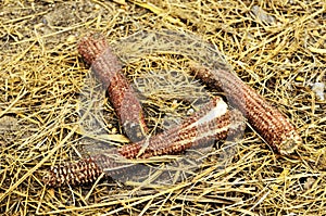 Corn Waste