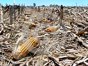 Corn waste