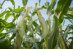 The corn ,waxy corn.