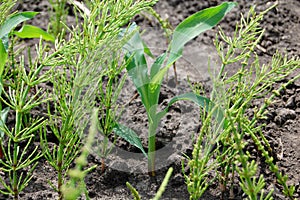 Corn and weeds photo