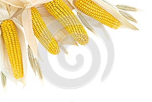 Corn and wheat border on white