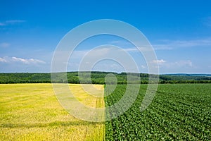 Corn and wheat field agricultural land aerial view