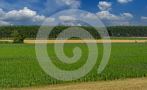 Corn and wheat fields with poplar plantations