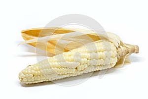 Corn white background detail isolated