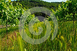 corn in a wineyard