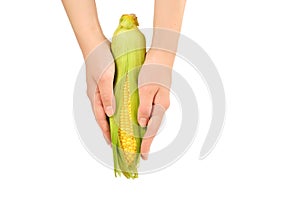 Corn in woman hands isolated on white background.