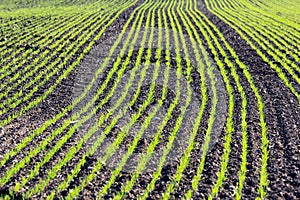 Corn young plants in a rows on cultivated farmland