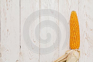 Corn (Zea mays) close-up