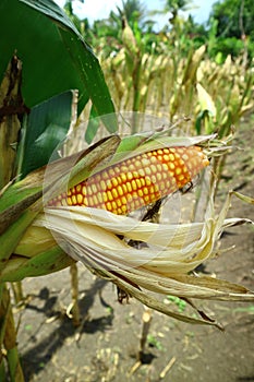 Corn or Zea mays fields that are ready to be harvested or are already dry.