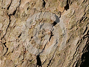 bark of a tree in the Cornaceae family photo