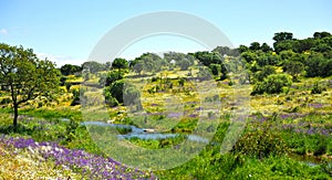 Primavera en las colinas del Parque Natural de Cornalvo, Extremadura, EspaÃÂ±a photo