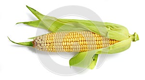 Corncob