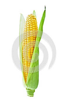 Corncob or corn ear with green fresh leaves isolated on white background with clipping path