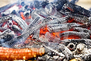 Burning corn cob corn stalks