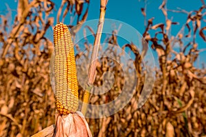 Corncob in cultivated field