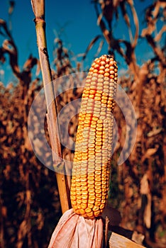 Corncob in cultivated field