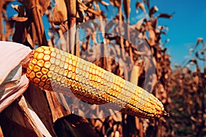 Corncob in cultivated field