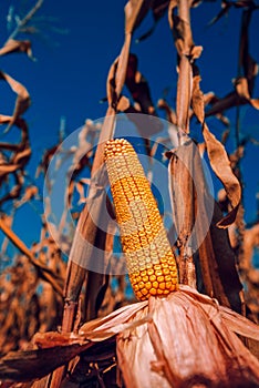 Corncob in cultivated field