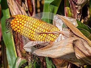 Corncob before harvest in autumn