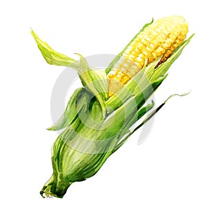 Corncob with leaf