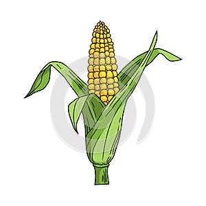 Corncob with leaf on white background. Vector illustration