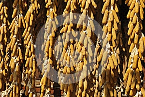 Corncob Plaits