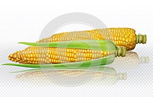 Corncob on transparent background. Vector mesh