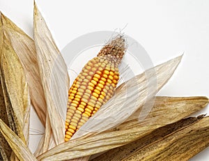 Corncob on white