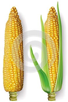 Corncob on white background. Vector mesh