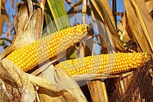 Corncob, Zea mays photo