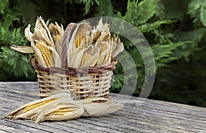 Corncobs in basket
