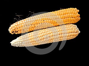 Corncobs or corn ears isolated on black background. Corn farming in Pakistan.