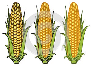 Corncobs with yellow corns and green leaves